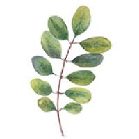 icon-leaf2.jpg icon-leaf2.jpg